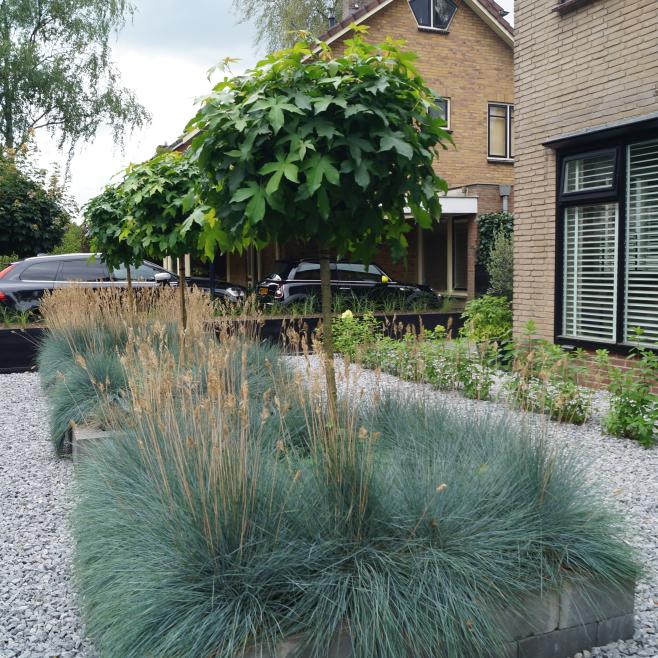 Border met bolbomen en siergras